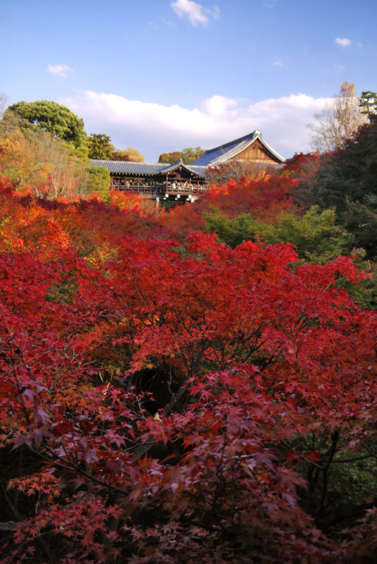 日帰り/東福寺 通天橋から望む紅葉と東寺　五重塔初層特別公開