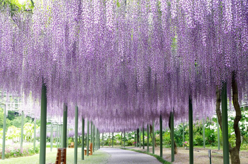 WEB予約3ポイント！日帰り/浜松 多肉植物寄せ植え体験と浜名湖花フェスタ2026