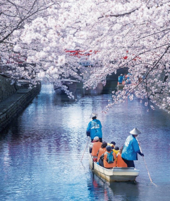日帰り/水の都おおがき舟下りdeお花見と近江牛鉄板焼きステーキランチ