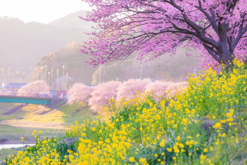 [宿泊]春を先取る　河津桜と菜の花　２つのまつりを満喫　下田温泉