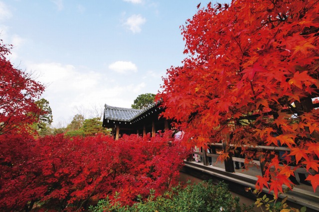 日帰り/東福寺 通天橋から望む紅葉と醍醐寺 (小牧・瀬戸・春日井・多治見ルート）