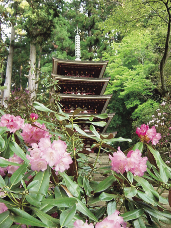 奈良の花めぐり　室生寺のシャクナゲと長谷寺のぼたん