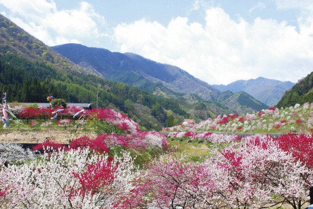 富士見台高原の水芭蕉と阿智村の花桃