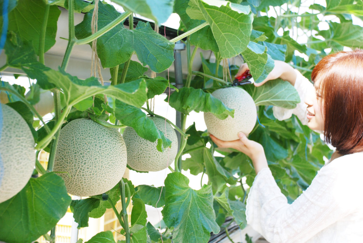 日帰り/こだわりの田楽ランチと伊良湖メロン狩り