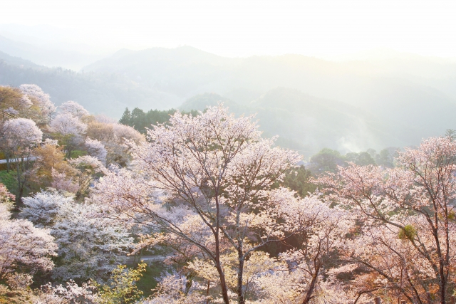 日帰り/一目千本！吉野千本桜deお花見 お花見弁当付🎵