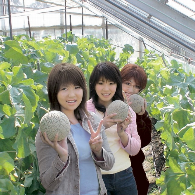 日帰り/選べるランチと伊良湖メロン狩り 全部で4玉付‼（刈豊ルート）