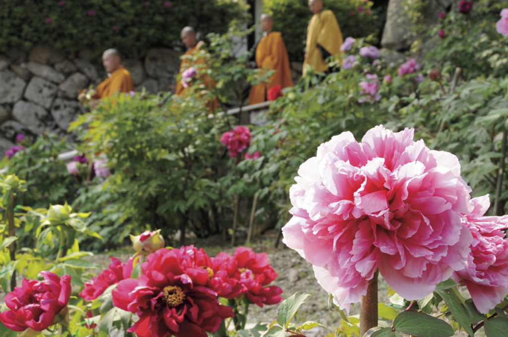 日帰り/奈良の花めぐり　室生寺のシャクナゲと長谷寺ぼたん