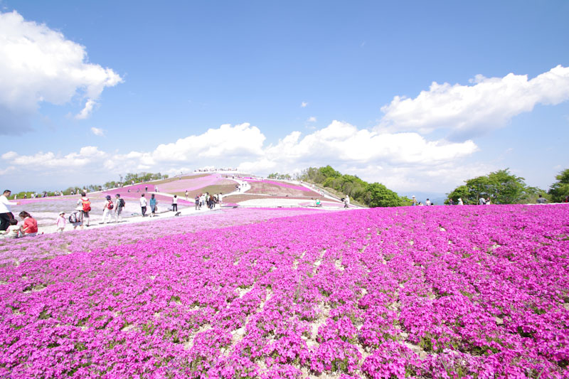 日帰り/茶臼山高原　天空の花回廊 芝桜の丘とＬＡＳＴいちご狩り