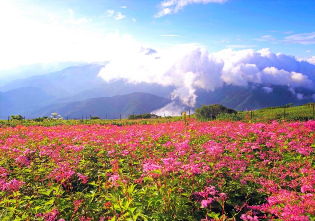 日帰り/涼風そよぐ天空の楽園伊吹山と近江牛希少部位ローストビーフ膳🎀3㌽