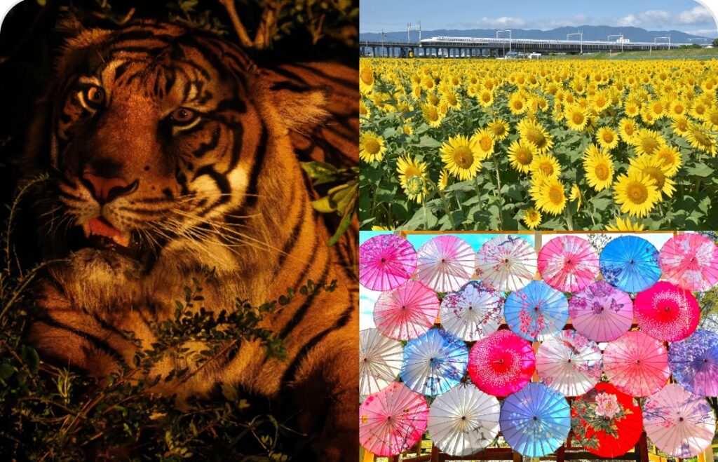 日帰り/ 岐阜・愛知　夏の冒険に出かけよう!!夏祭り＆ひまわり畑＆ナイトZOO🎀3㌽【名鉄GバスHD共同企画】