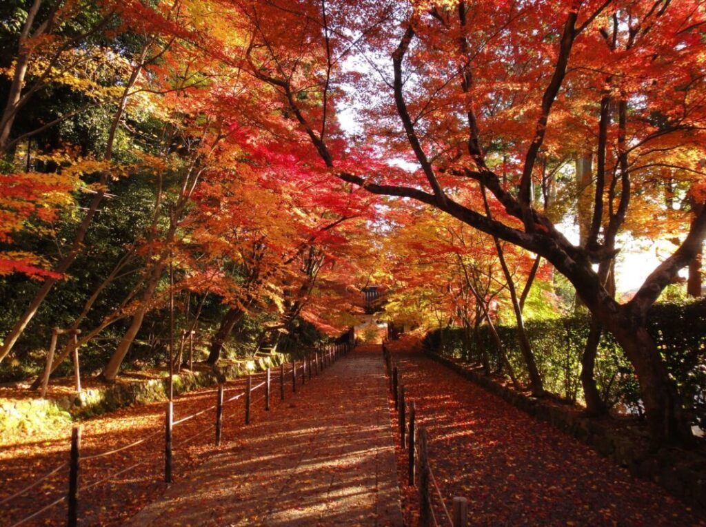日帰り/ 紅葉燃ゆ 光明寺と山寺・善峯寺（岡・豊刈）