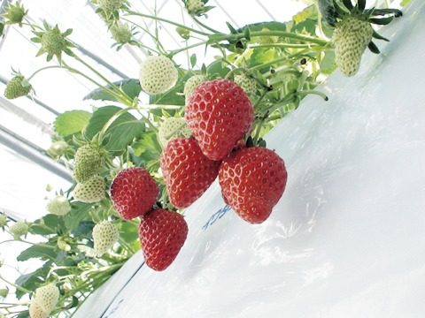 日帰り/南信州いちご狩り