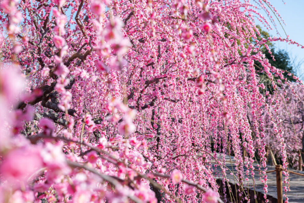 日帰り/伊勢神宮　朔日参り（３月１日）フリープラン