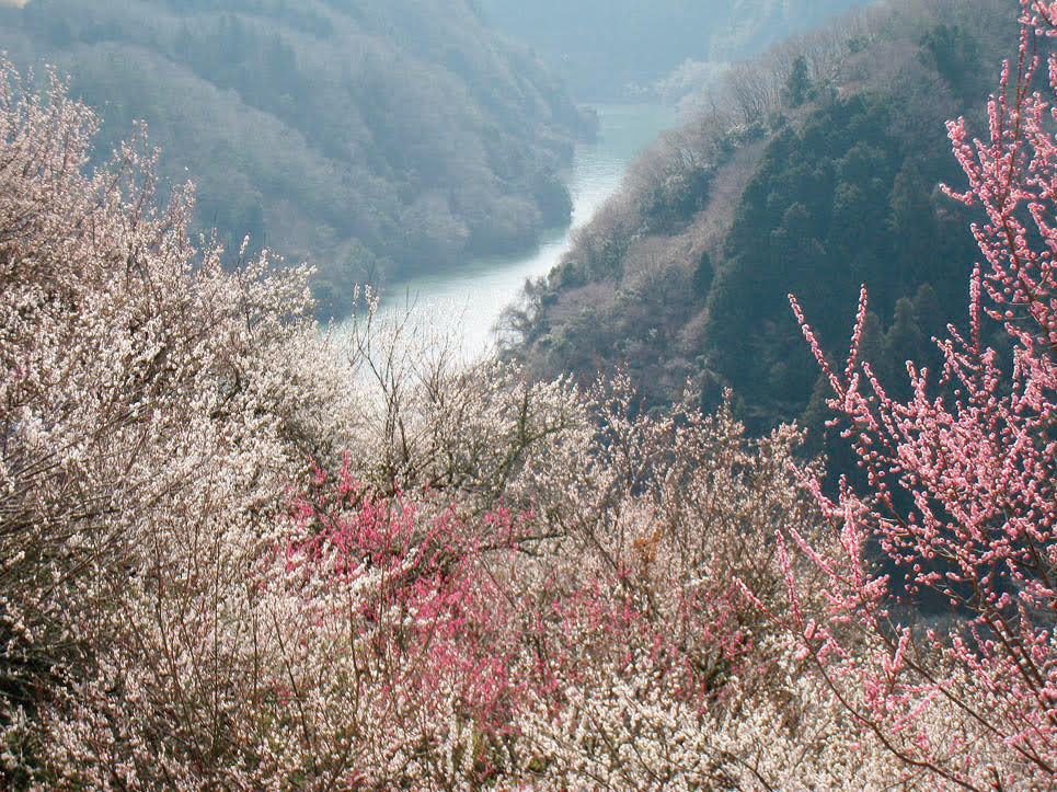 日帰り/月ヶ瀬梅渓梅まつり＆伊賀上野城下町お菓子街道食べ歩き旅🎀3㌽