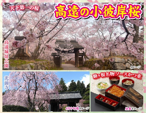 日帰り/高遠小彼岸桜