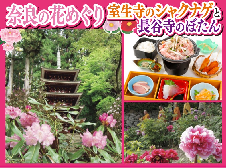 日帰り/奈良の花めぐり 室生寺のシャクナゲと長谷寺のぼたん