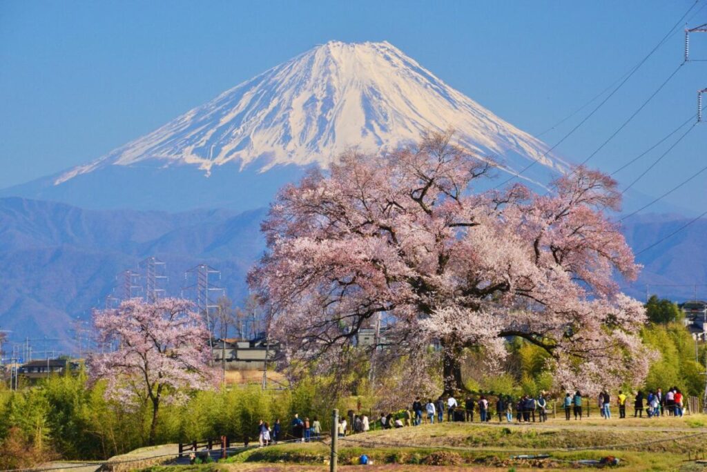 宿泊/日本三大桜の“山高神代桜”・桃の花と菜の花の饗宴“桃源郷”&石和温泉の桜並木 🎀4㌽