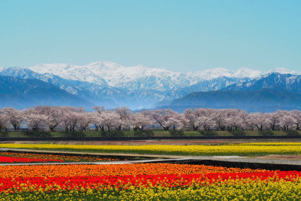 宿泊/春の絶景・あさひ舟川‶春の四重奏”と『湯神子温泉』4000円分の買い物クーポン付