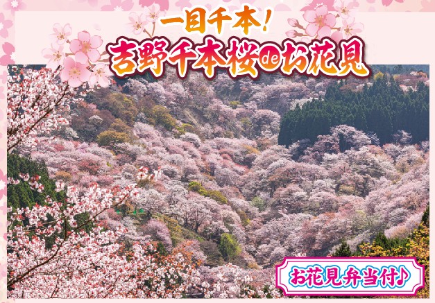 日帰り/一目千本！吉野千本桜deお花見 お花見弁当付🎵