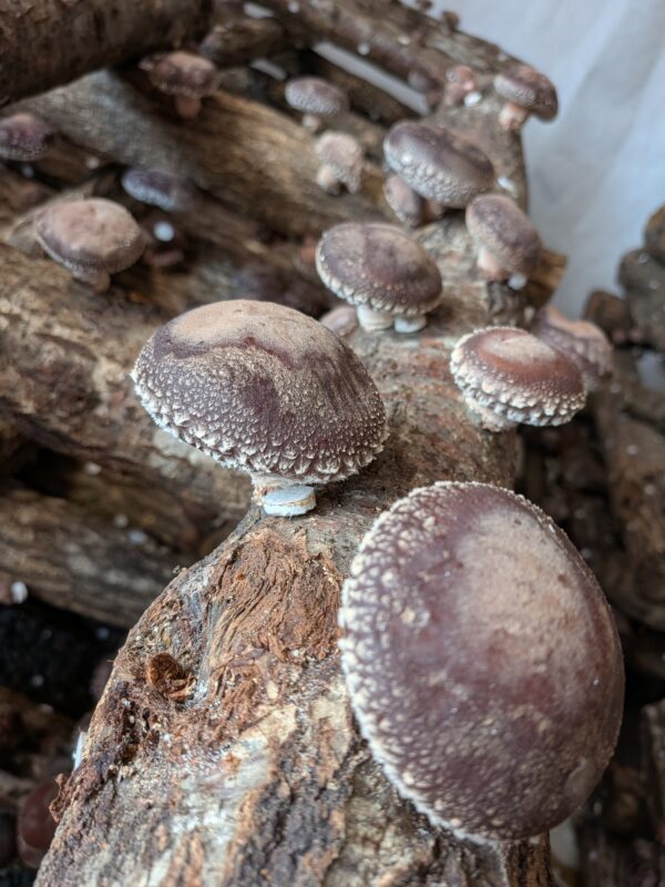 WEB予約3ポイント！日帰り/ゴールデンウィークプチ旅 ミステリーツアー