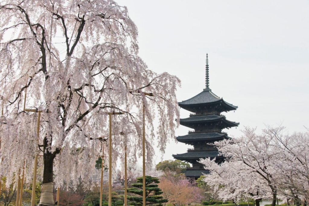 日帰り/京都桜 屈指の桜の名所 平野神社と東寺「紅枝垂桜」不二桜と五重塔