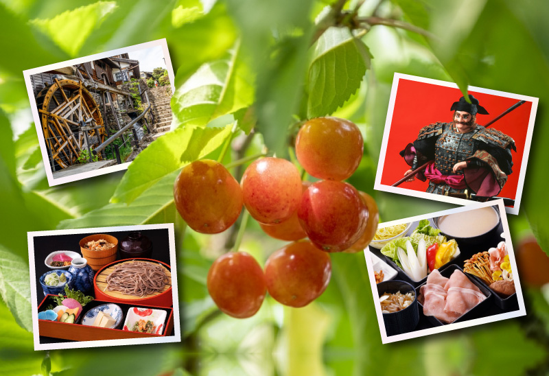 日帰り/南信州さくらんぼ狩り