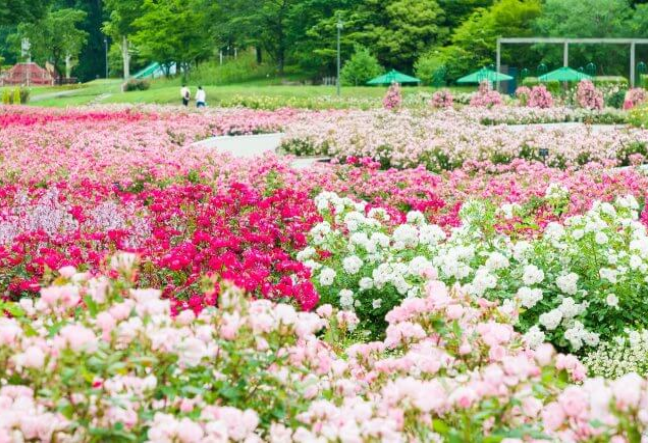 日帰り/岐阜の美食と花を巡る　天然鮎料理とローズガーデン