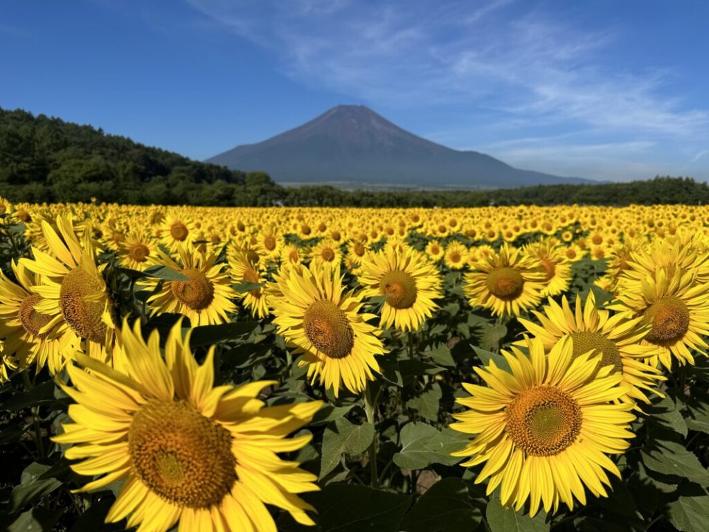 富士山五合目と絶景の富士山＆季節の花観賞　河口湖温泉