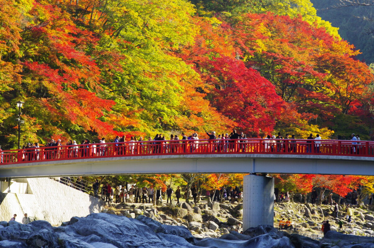 【日帰り】名古屋駅発・香嵐渓紅葉と小原四季桜の競演