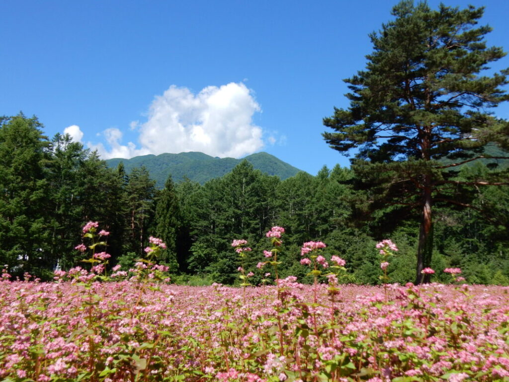 【日帰り】ルビーの里から秋の駒ヶ岳高原を歩こう