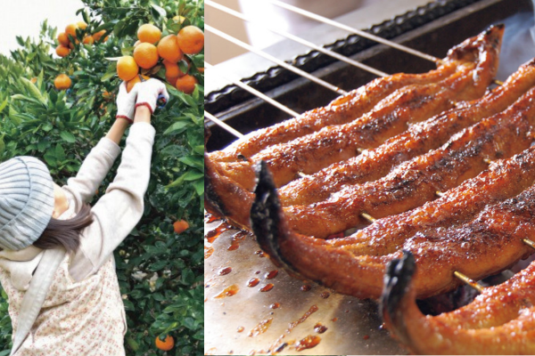 【日帰り】うなぎの兼光”炭火手焼三河産うなぎ”とみかん狩り食べ放題