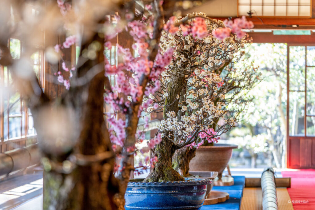 【日帰り】春到来，梅の花（寿長生の郷・石山寺・長浜盆梅展）を訪ねて
